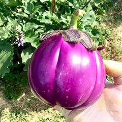 Berinjela Roxa de Florença - Beringela italiana - Solanum melongena
