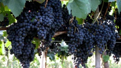 Uva Negra - Uva Americana - Vitis labrusca - Fruta