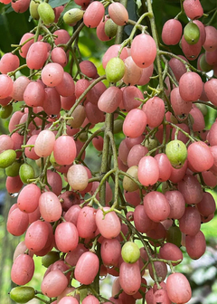 Wampi Rosa - Wampi de Vietnã - Clausena Excavata - Frutifera - Mudas