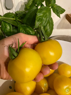 Tomate Wapsipinicon Pêssego Peach - raríssimo e delicioso na internet