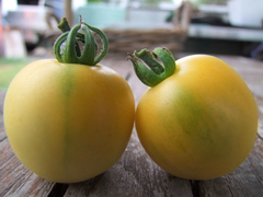 Tomate Wapsipinicon Pêssego Peach - raríssimo e delicioso - Plantamundo