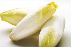 Endivia de Brussels Witloof - Cichorium Intybus - Endívia Belga -Endívia Francesa - Endívia De Bruxelas, Endívia De Witloof - comprar online
