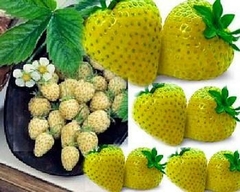 Morango Amarillo Yellow Wonder