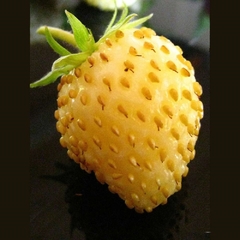 Morango Amarillo Yellow Wonder na internet