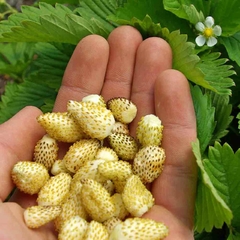 Morango Amarillo Yellow Wonder - comprar online