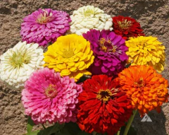 Zinnia Dahlia Sortida - Zinia Dália Mix - Flor