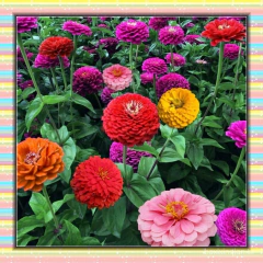 Zinnia Dahlia Sortida - Zinia Dália Mix - Flor - comprar online