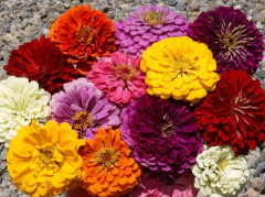 Zinnia Dahlia Sortida - Zinia Dália Mix - Flor - Plantamundo