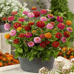 Zinnia Enana Sortida - Zinnia Lilliput Mix
