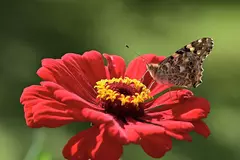 Zinnia silvestre - Zinnia peruviana - Pasto apicola - Sementes - comprar online