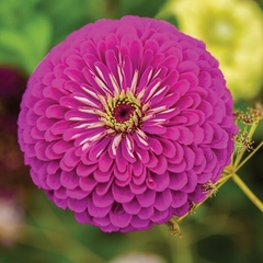 Zinnia Purple Prince - Flor - Zinnia elegans