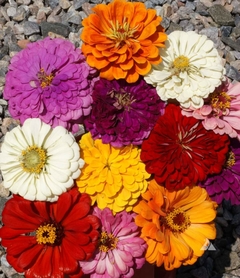 Zinnia Gigante da Califórnia - Zinnia grandiflora - Flor