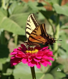 Zinnia Gigante da Califórnia - Zinnia grandiflora - Flor - loja online