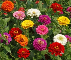 Zinnia Gigante da Califórnia - Zinnia grandiflora - Flor - Plantamundo
