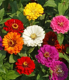 Zinnia Gigante da Califórnia - Zinnia grandiflora - Flor na internet