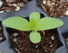 Zinnia Gigante da Califórnia - Zinnia grandiflora - Flor - comprar online