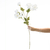 Cosmos Flowers