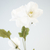 Cosmos Flowers - tienda online