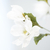 Cosmos Flowers en internet