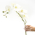 Orquídeas Mariposa 96 cm - DOMM