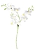 ORQUÍDEAS BLANCAS - tienda online