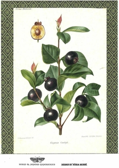 Papel de Arroz Eugenia Guabijú - comprar online