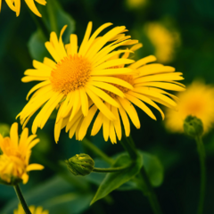 Árnica Microdosis (Arnica Montana)