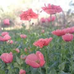 Amapola microdosis en internet