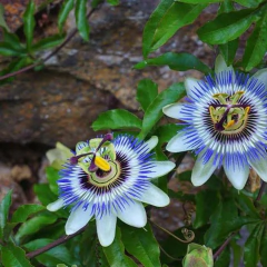 Pasionaria + Valeriana Microdosis