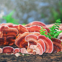 Reishi Doble extracto