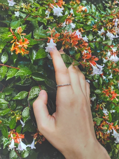 Anillo Pensiero en internet