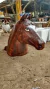 Forma em Fibra para fazer Cabeça de Cavalo en internet