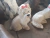 Forma de Fibra e Silicone para fazer Cachorrinha Yorkshire - comprar online