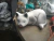 Forma Para Fazer Gatinho