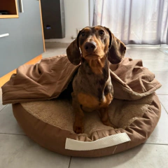 Cama Liza