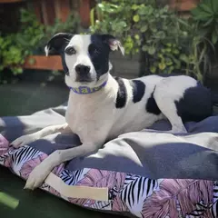 FUNDA Para Cama SIMO con Antidesgarro - comprar online