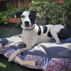 Cama SIMO con Antidesgarro - Cachilo Store