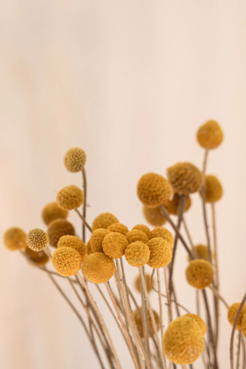 Ramo Craspedias - 6 unidades - comprar online