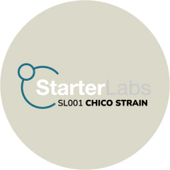 Chico Strain - comprar online