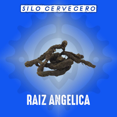 Raiz Angelica