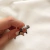 ANILLO HOJITAS en internet