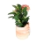 Maceta en forma de gatito con flores y hojas decorativas.
