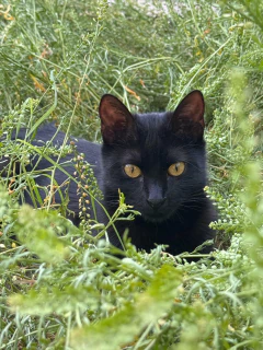 Taza Pera - Gato Olivia en internet
