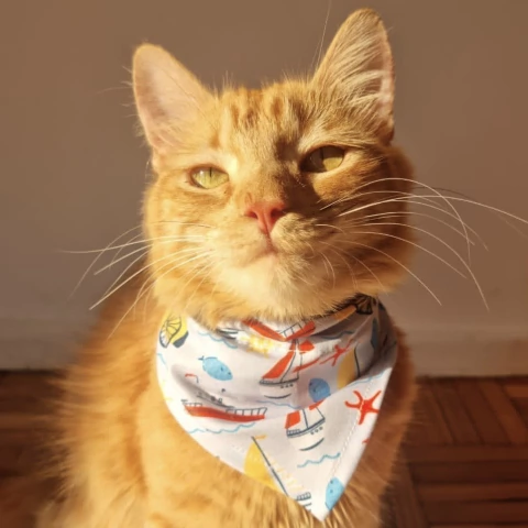 Bandana para Mascota Barcos - comprar online
