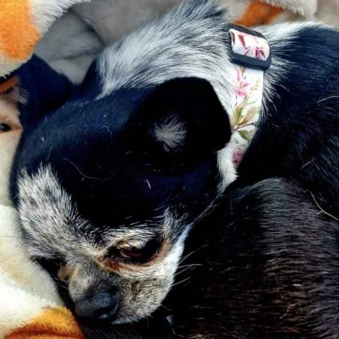 Collar Floral - comprar online