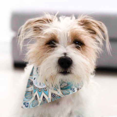 Bandana para perro y gato. Camiseta de Messi, bandana para mascotas. Ideal para venta en pet shops y veterinarias, hacemos ventas mayoristas. Panda Rojo Deco, decoración para tu hogar.