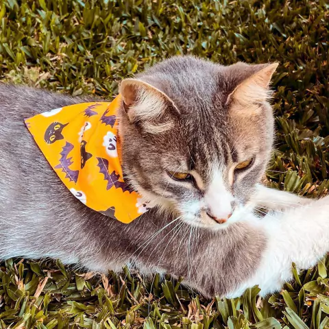 Bandana Halloween para perro y gato. Camiseta de Messi, bandana para mascotas. Ideal para venta en pet shops y veterinarias, hacemos ventas mayoristas. Panda Rojo Deco, decoración para tu hogar.