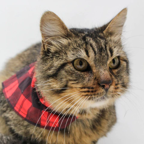 Bandana para collar de perro, gato, mascota, ideal venta en petshop y veterinaria y pasa paseos.