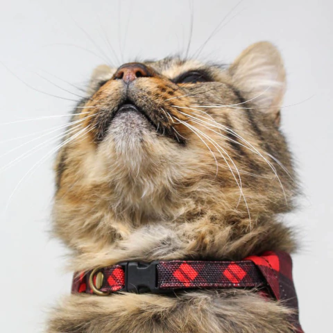 Collar para perro, gato, mascota, regulable, reforzado, estampado. Ideal para petshop y veterinarias. Panda Rojo Deco.