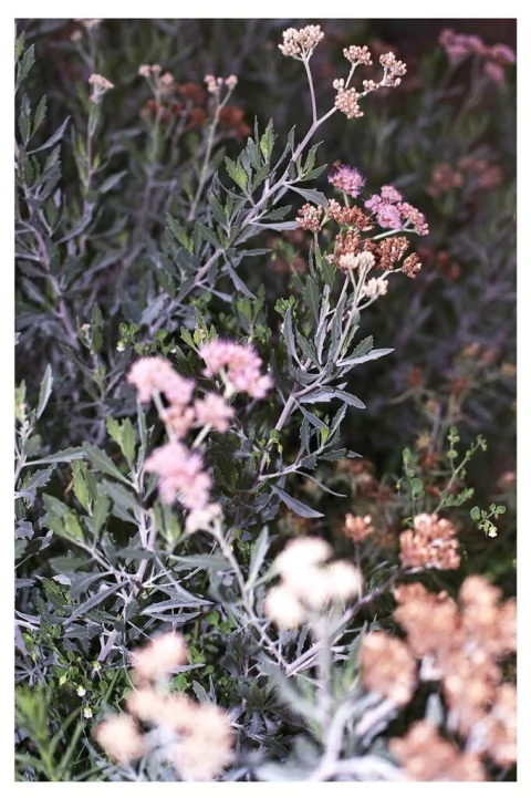 Raiz #14 - Mariela Paz Izurieta